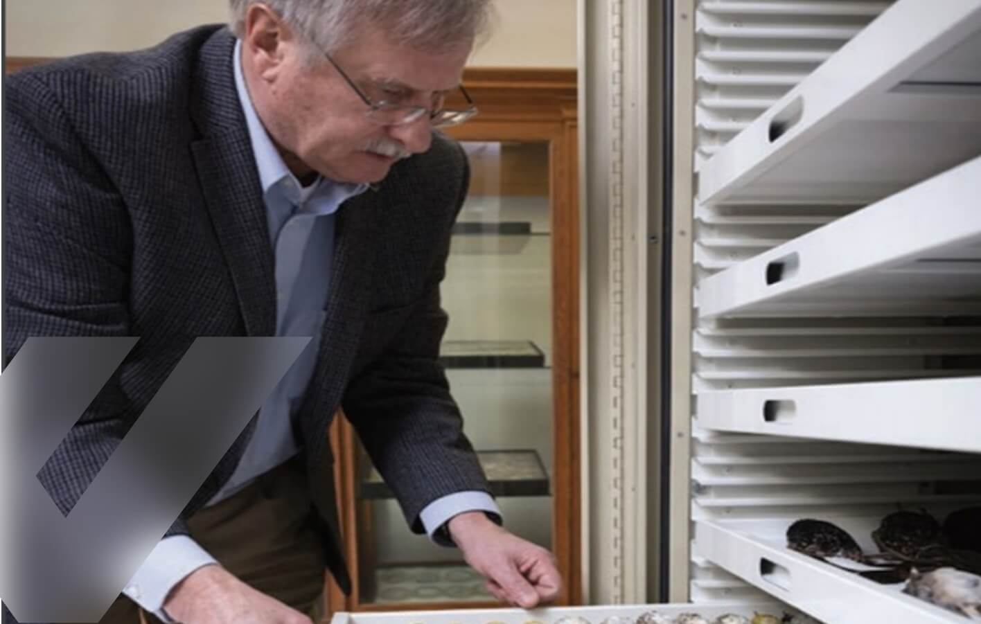 The Origins of Bird Friendly Glass