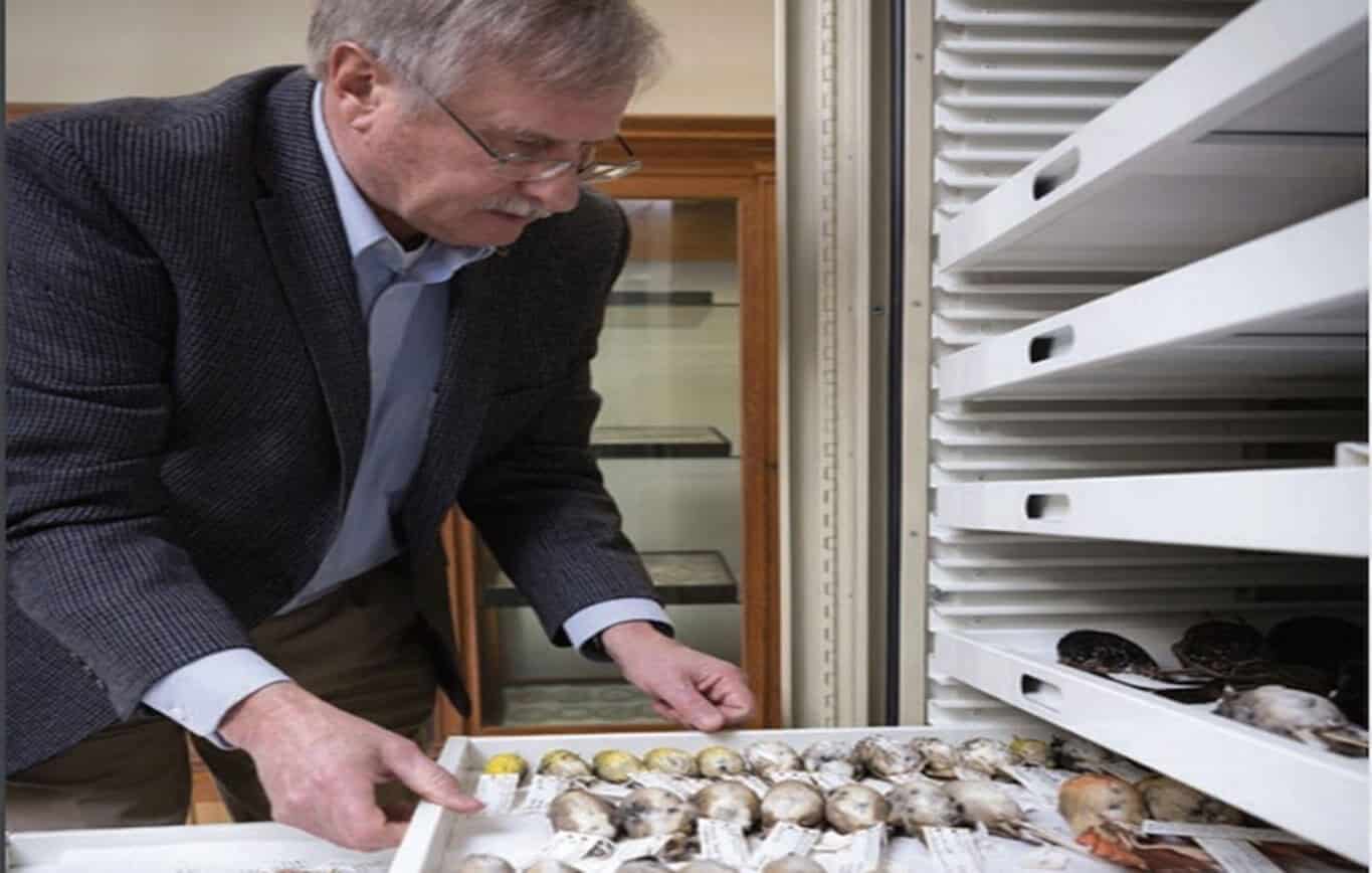 Les origines du verre pour la sécurité des oiseaux