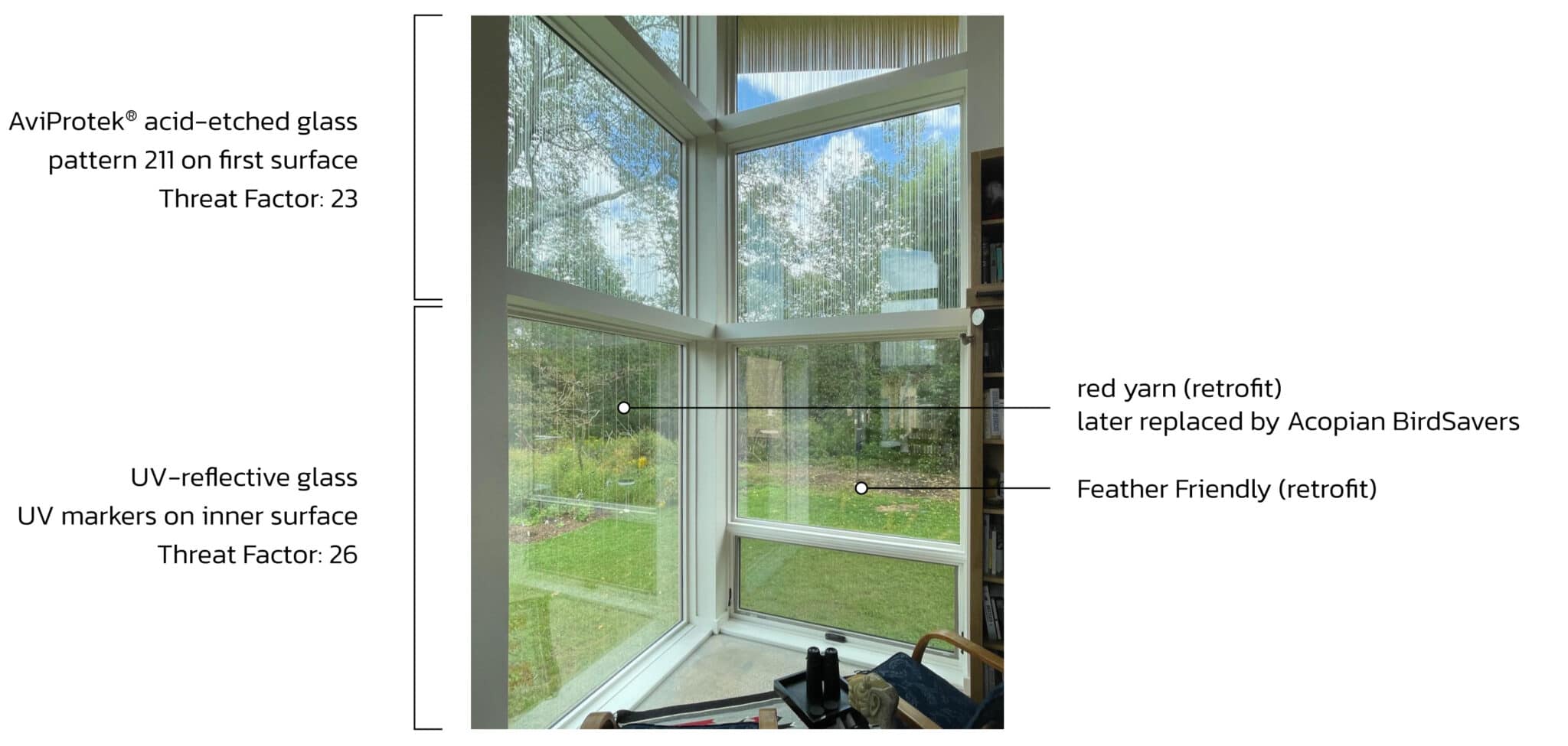 bird safe windows composition